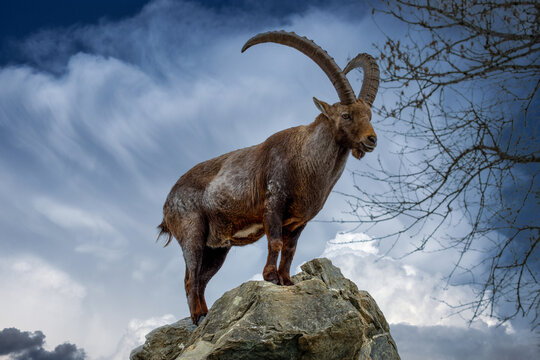Steinbock auf Fels