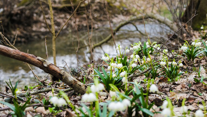 The first spring snowflake flowers also called loddon lily or leucojum vernum on the river bank. Spring blooming flowers near the water. Blossoming snowflakes in european forest