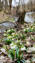 The first spring snowflake flowers also called loddon lily or leucojum vernum on the river bank. Spring blooming flowers near the water. Blossoming snowflakes in european forest
