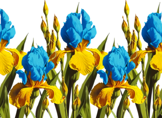 Seamless vector pattern with blue and yellow irises. PNG illustration with flowers separated on a transparent background.