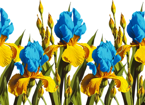 Seamless vector pattern with blue and yellow irises. PNG illustration with flowers separated on a transparent background.