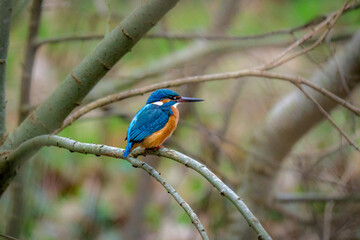 Kingfisher