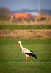 Stork © Fabian