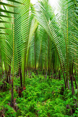 Palm leaf,tropical palm leaves, floral background, real pictur