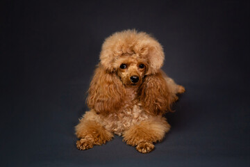 Happy dog. Red toy Poodle puppy sits on black background, front view