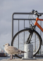 Fahrrad mit M&ouml;we im Hafen