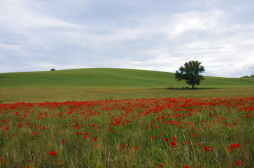 Obraz na płótnie Canvas Wheat and red poppies in the Molise countryside, Italy
