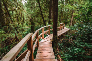 Rainforest Trail Ucluelet on Vancouver Island, Canada Background West Canada British Columbia - obrazy, fototapety, plakaty