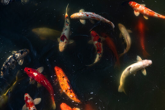 Koi fish swimming in a pond, Morikami Museum and Japanese Garden
