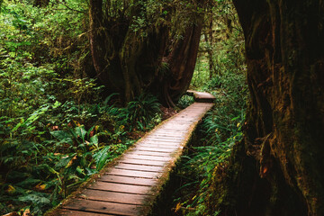 Rainforest Trail Ucluelet on Vancouver Island, Canada