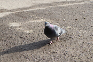 Pigeon on the city street