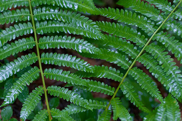 Fototapeta na wymiar wet ferns closeup