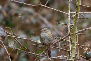A Dunnock (Prunella modularis) perched in a Hawthorn tree.