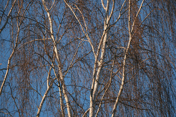 Fototapeta na wymiar birch branches against the blue sky in early spring. texture
