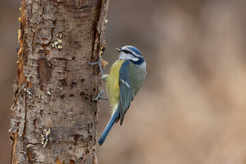 A Blue tit (Cyanistes caeruleus) clinging to a tree trunk.