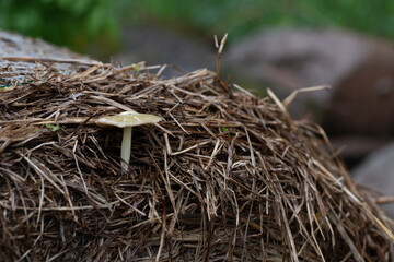 Bolbitius titubans, Yellow Fieldcap Mushroom growing on a haystack in the garden, close up