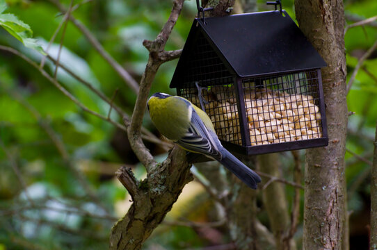 A great tit eating peanuts from a metallic bird eating station. House shaped bird feeder attached to tree.