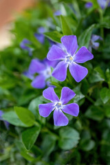 Vinca major or Greater periwinkle violet flower in the garden design.