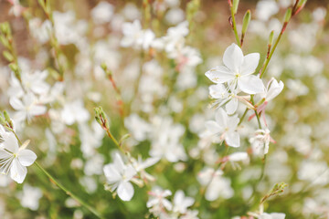 Fototapeta premium Gaura Butterfly Bush in full bloom in cottage garden