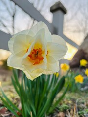White Daffodil Blooming in Spring at Sunset