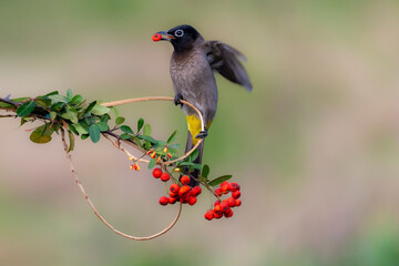 White-spectacled Bulbul
