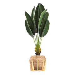 decorative flower in a pot isolate on a transparent background, 3D illustration, cg render