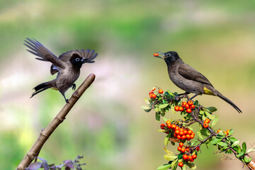 White-spectacled Bulbul