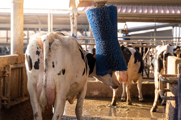 Welfare of the cow that scratches itself with a special tool and brush. Cow on a farm with...