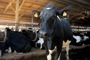 Cow on a farm with sunlight. Animal conservation concept. Cow's milk production.
