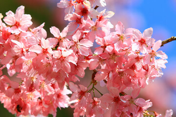 amazing view of Cherry Blossom flowers blooming on the branches in the plantation in spring
