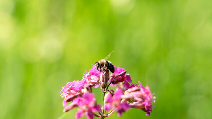 Bee and flower. Close up of a large striped bee collects honey on a yellow flower on a Sunny bright day. Macro horizontal photography. Summer and spring backgrounds