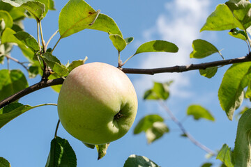a ripe apple on an apple tree branch in the sunlight