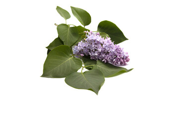 Purple lilac on a white background with green leaves