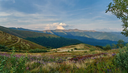 Summer mountain landscape in the Carpathians. Green summer meadows overgrown with blueberry bushes, wild flowers and herbs