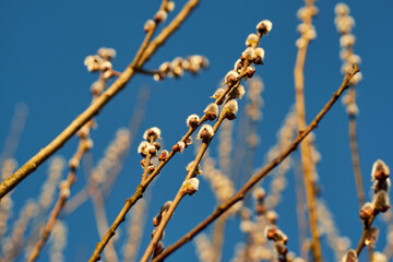 Blooming willow twigs reach for the clear sky. Symbol of spring and the awakening of nature
