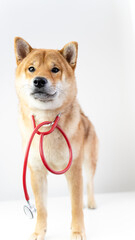 a dog and a stethoscope at a veterinarian's appointment