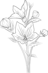 chinese bellflower drawing, Illustration sketch contour bouquet of bell flowers, Sketch virginia bluebells drawing, flower cluster drawing, Easy flower coloring pages, flower coloring page for kids.

