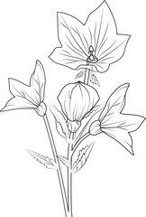 Easy yellow bellflower drawing, Beautiful bellflower drawing with leaves line art, plant branch vector botanical illustration coloring books and page for children and adults, bellflower vector.       