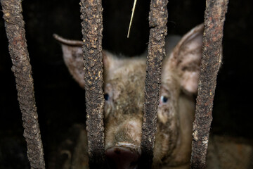 A close-up of a pig's head behind bars
