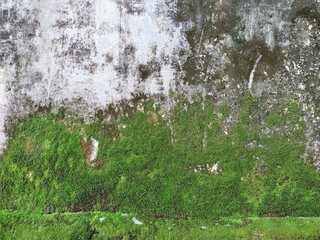 Closeup Old grunge crack grey concrete or cement wall texture background with green moss and rock...