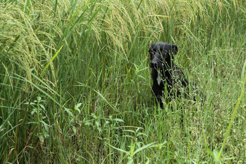 a black dog standing in the field. dog's look