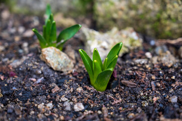 Small green plant grows out of the ground