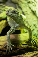 Amboina sail finned lizard in detail.