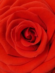 Fully developed rose flower, close up