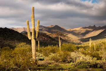 Beautiful sunset desert view is from the McDowell Sonoran Preserve in Scottsdale, Arizona. The breaking clouds from an early morning snow pattern the landscape and cactus  in beautiful warm light. - 579136715