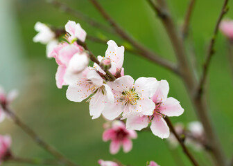 Peach blossoms. Prenus persica on natural background.