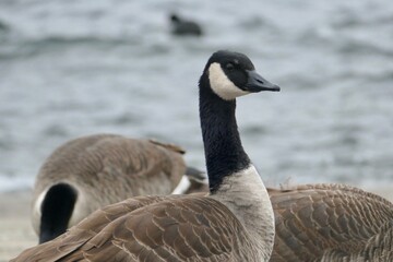 Canada geese in berlin