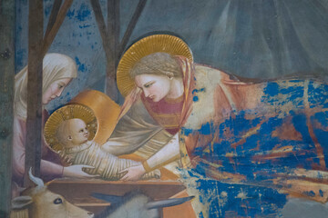 Giotto Natività