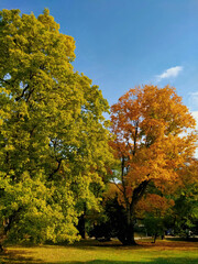 Naklejka premium Autumn in the park.