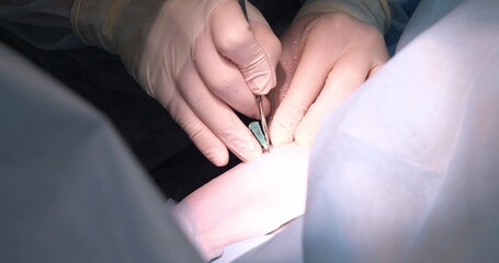 A veterinary surgeon starts an arthroscopy operation on a dog's knee. The surgeon cuts the skin on...
